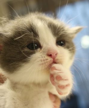 スコティッシュフォールド(立ち耳)【鹿児島県・女の子・2019年4月26日・ブルー&ホワイト】の写真「💕とっても優しいお顔の可愛い女の子😆💕」
