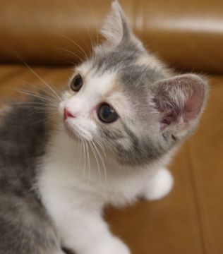 スコティッシュフォールド(立ち耳)【鹿児島県・女の子・2019年3月20日・ダイリュートキャリコ】の写真「💕とっても可愛い女の子😆💕」