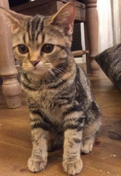 スコティッシュフォールド(立ち耳)【鹿児島県・女の子・2017年5月31日・ブラウンタビー】の写真「お目々まん丸可愛い子ちゃん💕」