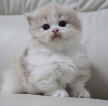 ミヌエット【鹿児島県・女の子・2022年2月27日・ダイリュートキャリコ（セミロング）】の写真「💕最高に可愛い短足女の子😍💕🎶両親遺伝子検査クリア」