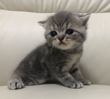 エキゾチックショートヘア【鹿児島県・男の子・2020年7月15日・ブルータビー】の写真「💕可愛い🎶癒し系の僕ちゃん😆💕」