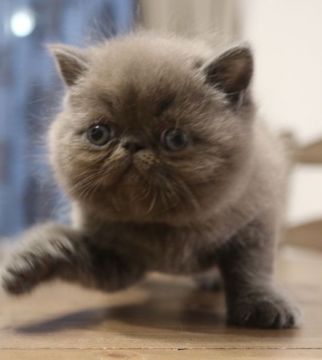 エキゾチックショートヘア【鹿児島県・男の子・2019年1月22日・ブルー】の写真「💕可愛すぎるぶちゃかわ君😊癒し系猫ちゃん💕」