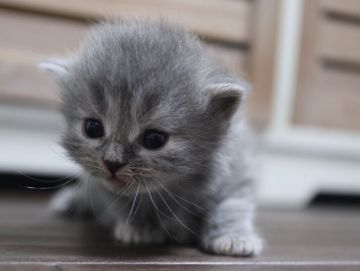 スコティッシュフォールド(立ち耳)【鹿児島県・女の子・2019年2月2日・ブルータビー】の写真「お顔が可愛い女の子😍毛色も人気のブルー😊」