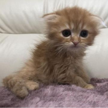 スコティッシュフォールド(折れ耳)【鹿児島県・男の子・2023年1月10日・レッドタビー（セミロング）】の写真「💕両親共遺伝子検査クリア😍💕」