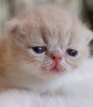 エキゾチックショートヘア【鹿児島県・男の子・2019年5月8日・クリーム&ホワイト】の写真「💕綺麗なクリーム色のぶちゃかわ君😊💕」