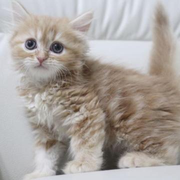 スコティッシュフォールド(立ち耳)【鹿児島県・男の子・2023年1月10日・レッドタビー】の写真「💕両親共遺伝子検査クリア💕🎶」