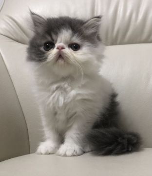 エキゾチックショートヘア【鹿児島県・男の子・2021年11月20日・ブルー&ホワイト（ロング）】の写真「💕フワモコな可愛い僕ちゃん😍💕」