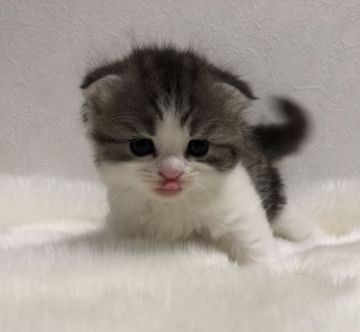 スコティッシュフォールド(折れ耳)【鹿児島県・男の子・2019年4月26日・シルバータビー&ホワイト】の写真「💕可愛い男の子😆パパ猫チャンピオン🎶」