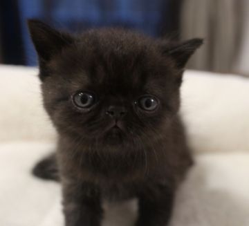 エキゾチックショートヘア【鹿児島県・女の子・2020年7月15日・ブラック】の写真「💕癒し系の黒猫ちゃん😆💕」