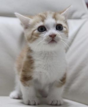 マンチカン(短足)【鹿児島県・男の子・2021年10月8日・レッドタビー&ホワイト】の写真「💕可愛い短足の男の子😊💕両親遺伝子クリア🎶」