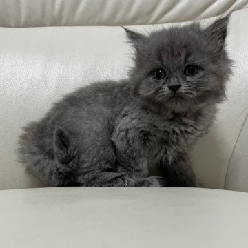 マンチカン(長足)【鹿児島県・女の子・2023年10月26日・ブルー（セミロング）】の写真「💕見学当日に連れて帰れます😊💕🎶」