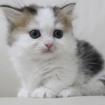 ミヌエット(短足)【鹿児島県・女の子・2023年1月11日・キャリコ（セミロング）】の写真「💕可愛い短足ちゃん💕🎶両親遺伝子検査クリア」