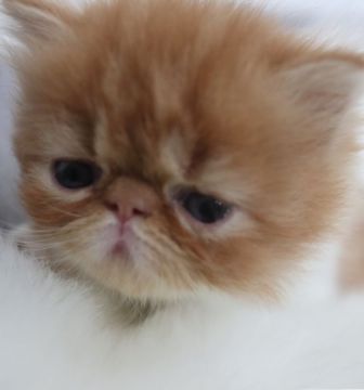 エキゾチックショートヘア【鹿児島県・女の子・2019年5月8日・レッド&ホワイト】の写真「💕癒し系で可愛い女の子😊💕」