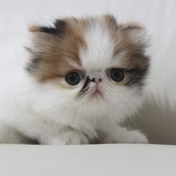 エキゾチックショートヘア【鹿児島県・女の子・2022年11月7日・キャリコ（ロング）】の写真「💕新春特別価格にて販売中🎶」