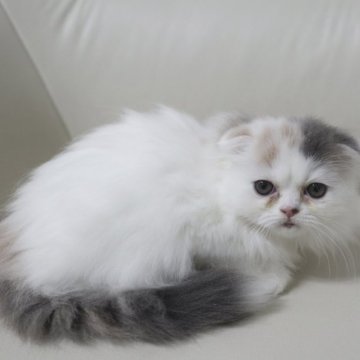 スコティッシュフォールド(折れ耳)【鹿児島県・女の子・2023年6月18日・ダイリュートキャリコ】の写真「💕おっとりな女の子😍💕すぐに連れて帰れます。」