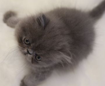 エキゾチックショートヘア【鹿児島県・男の子・2019年1月13日・ブルー】の写真「💕エキゾ特有のおっとりした優しい性格の男の子😆💕」