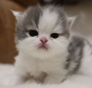 エキゾチックショートヘア【鹿児島県・男の子・2020年2月7日・ブルー&ホワイト（ロング）】の写真「💕ぶちゃかわ君😍💕」