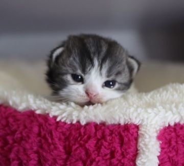 スコティッシュフォールド(折れ耳)【鹿児島県・男の子・2018年2月22日・シルバータビー&ホワイト】の写真「父猫 ダブルチャンピオンの優秀な血統！」