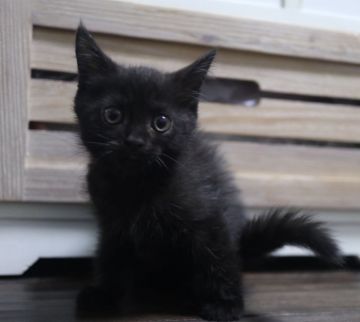スコティッシュフォールド(立ち耳)【鹿児島県・女の子・2018年7月11日・ブラック】の写真「パパ猫ダブルチャンピオン！良血統の女の子😊❤️」