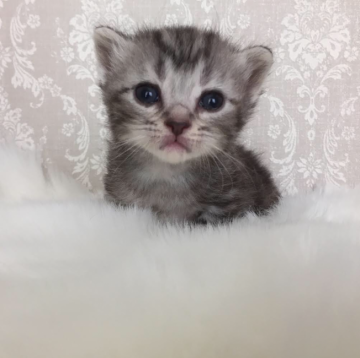 スコティッシュフォールド(立ち耳)【鹿児島県・女の子・2017年5月20日・シルバータビー】の写真「正統派可愛い子ちゃん💕」