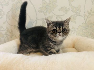 エキゾチックショートヘア【鹿児島県・女の子・2020年4月26日・ブルータビー】の写真「💕甘えん坊、抱っこ好き女の子😆💕」