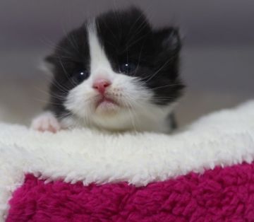 スコティッシュフォールド(折れ耳)【鹿児島県・男の子・2018年2月22日・ブラック&ホワイト】の写真「父猫 ダブルチャンピオンの優秀な血統！」