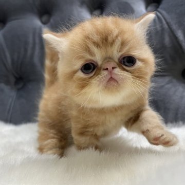 エキゾチックショートヘア【鹿児島県・男の子・2024年9月6日・レッドタビー】の写真「💕ちょっとタレ目な男の子😊💕🎶」