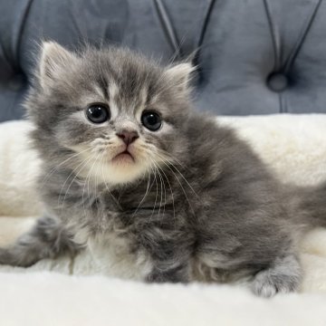 ミヌエット(長足)【鹿児島県・男の子・2024年5月9日・ブルータビー】の写真「💕癒し系可愛いお顔の男の子💕」