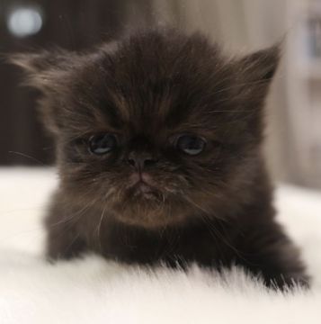 エキゾチックショートヘア【鹿児島県・女の子・2020年11月14日・ブラックスモーク（ロング）】の写真「💕ふわもこな女の子の黒猫ちゃん😆💕」