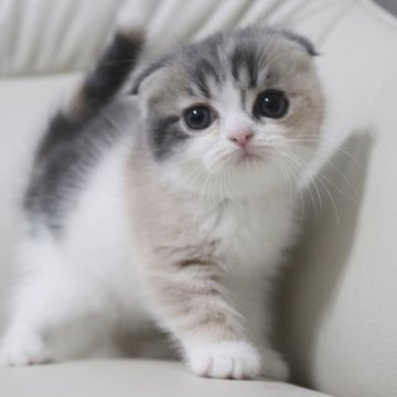 スコティッシュフォールド(折れ耳)【鹿児島県・女の子・2023年3月17日・ダイリュートキャリコ】の写真「💕可愛い女の子🎶両親共遺伝子検査クリア😊💕」