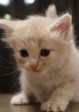 マンチカン(長足)【鹿児島県・男の子・2019年11月8日・クリーム（セミロング）】の写真「💕優しいお顔の可愛い僕ちゃん😊💕」