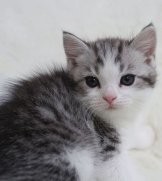 スコティッシュフォールド(立ち耳)【鹿児島県・男の子・2019年4月26日・シルバータビー&ホワイト】の写真「💕可愛い男の子😆💕」