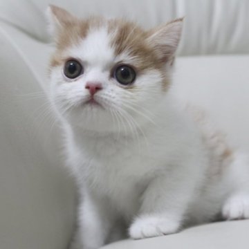 スコティッシュフォールド(立ち耳)【鹿児島県・男の子・2023年7月31日・レッドタビー&ホワイト】の写真「💕両親共遺伝子検査クリア💕見学日に連れて帰れます🎵」