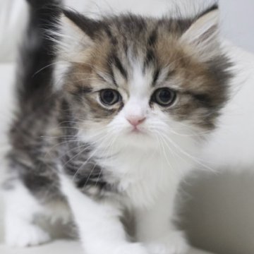 エキゾチックショートヘア【鹿児島県・男の子・2023年2月12日・ブラウンタビー&ホワイト】の写真「💕おっとりな性格で可愛い男の子😊💕🎶」