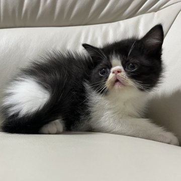 エキゾチックショートヘア【鹿児島県・男の子・2023年10月21日・ブラック&ホワイト】の写真「💕見学当日引き渡し可能😊💕🎶」