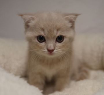 スコティッシュフォールド(折れ耳)【鹿児島県・男の子・2018年7月24日・クリームタビー】の写真「パパ猫Wチャンピオン 折れ耳で可愛い男の子😍」