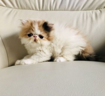 エキゾチックショートヘア【鹿児島県・女の子・2020年10月2日・キャリコ（ロングヘア）】の写真「💕たれ目の可愛いわたしー😆💕」