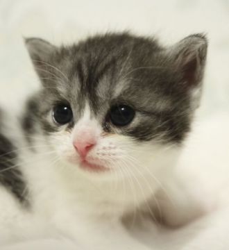 スコティッシュフォールド(立ち耳)【鹿児島県・女の子・2020年5月14日・ブラウンタビー&ホワイト】の写真「💕可愛い女の子😊💕」