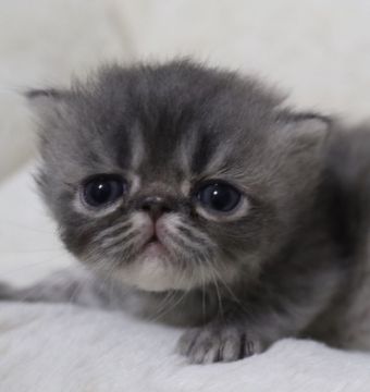 エキゾチックショートヘア【鹿児島県・男の子・2020年4月26日・ブルータビー】の写真「💕最高に可愛い男の子😆💕」