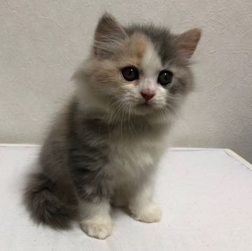 スコティッシュフォールド(立ち耳)【鹿児島県・女の子・2017年9月22日・ダイリュートキャリコ】の写真「パパICCダブルチャンピオンACCグランドチャンピ」