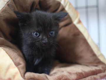 スコティッシュフォールド(立ち耳)【鹿児島県・女の子・2018年7月11日・ブラック】の写真「🌻サマーセール開催中！パパ猫ダブルチャンピオン！」