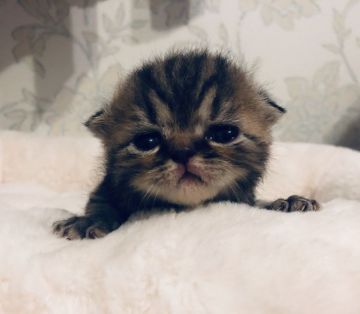 エキゾチックショートヘア【鹿児島県・男の子・2020年7月15日・ブラウンタビー】の写真「💕癒し系の可愛子ちゃん😊💕」