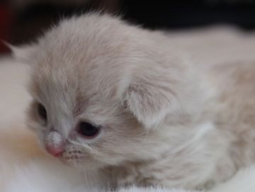 スコティッシュフォールド(折れ耳)【鹿児島県・男の子・2019年2月2日・クリームタビー（ロング）】の写真「人気色クリームの男の子😊パパ猫は優秀チャンピオン😍」