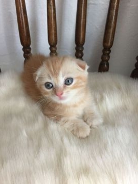 スコティッシュフォールド(折れ耳)【鹿児島県・男の子・2017年5月20日・レッドタビー】の写真「かわいいおぼっちゃま君💕」