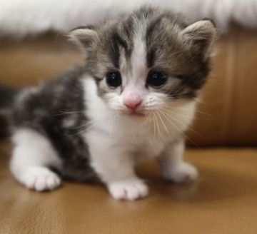 マンチカン(短足)【鹿児島県・女の子・2020年4月14日・ブラウンタビー&ホワイト】の写真「💕最高に可愛い短足の女の子😆💕」