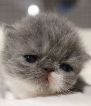 エキゾチックショートヘア【鹿児島県・男の子・2020年4月17日・ブルー&ホワイト】の写真「💕癒し系で最高に可愛い僕ちゃん😊💕」