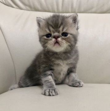 エキゾチックショートヘア【鹿児島県・男の子・2021年8月10日・ブルータビー】の写真「💕可愛い僕ちゃん😆💕両親遺伝子検査クリア🎶」