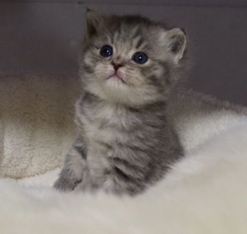 スコティッシュフォールド(立ち耳)【鹿児島県・男の子・2018年2月18日・ブルータビー】の写真「父猫 ダブルチャンピオンの優秀な血統！」