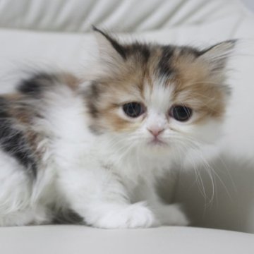 エキゾチックショートヘア【鹿児島県・女の子・2023年2月12日・キャリコ（セミロング）】の写真「💕垂れ目な可愛い女の子😊💕」