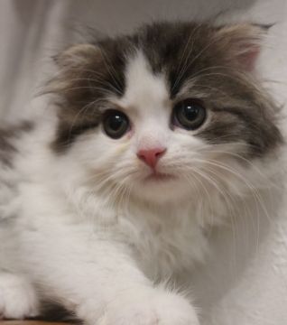 スコティッシュフォールド(折れ耳)【鹿児島県・男の子・2019年4月26日・ブラウンタビー&ホワイト（ロング）】の写真「💕可愛い男の子😊💕」